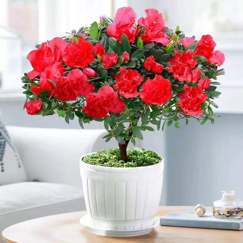 杜鹃花苗四季易活花卉绿植室内客厅阳台植物庭院盆景好养植物盆栽