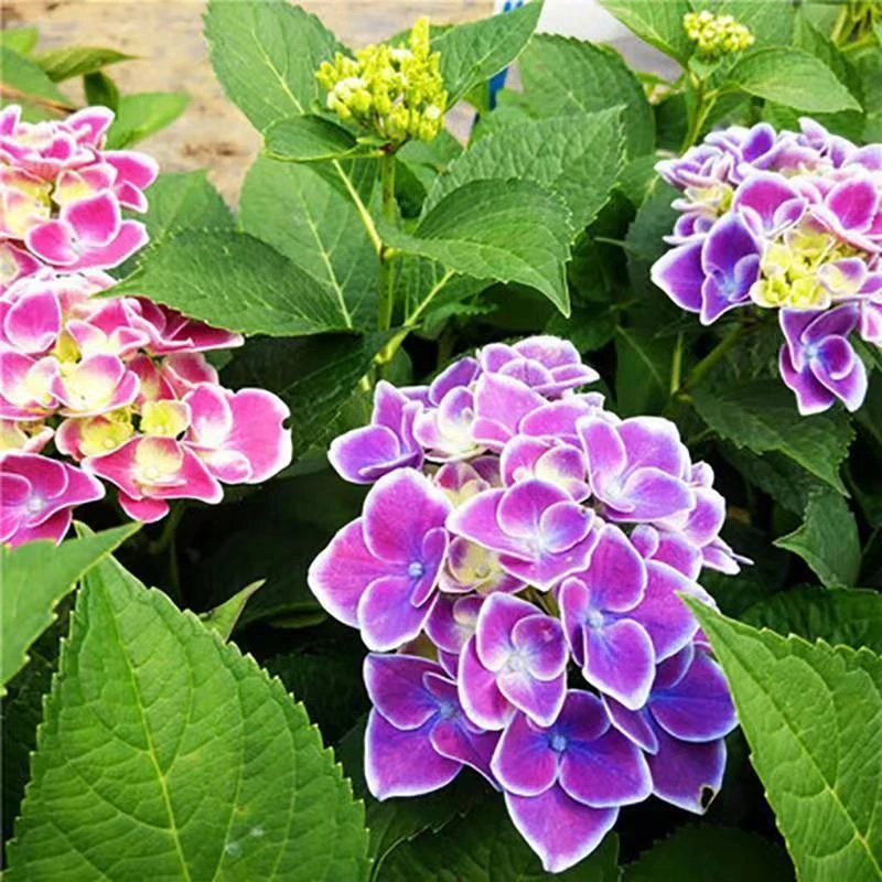 无尽夏绣球花苗盆栽带花苞四季易活好养阳台庭院花卉植物室内花