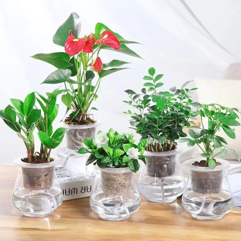 精选水培绿萝发财树文竹富贵竹绿植盆栽绿植室内水培玻璃花瓶栀子