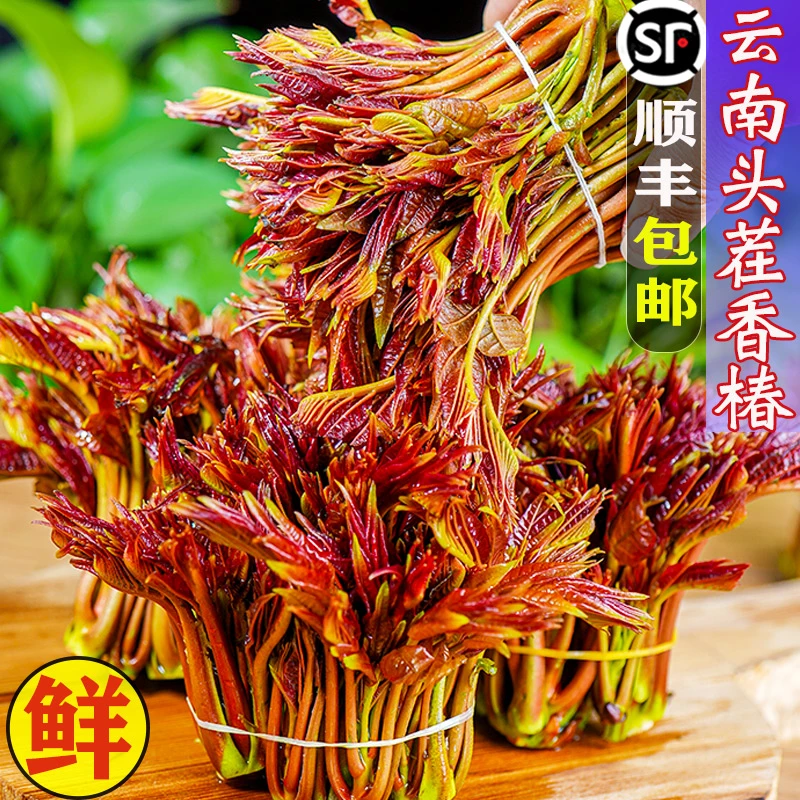 【现货秒发】香椿芽新鲜香春嫩芽露天2025年新红油春芽叶顺丰包邮
