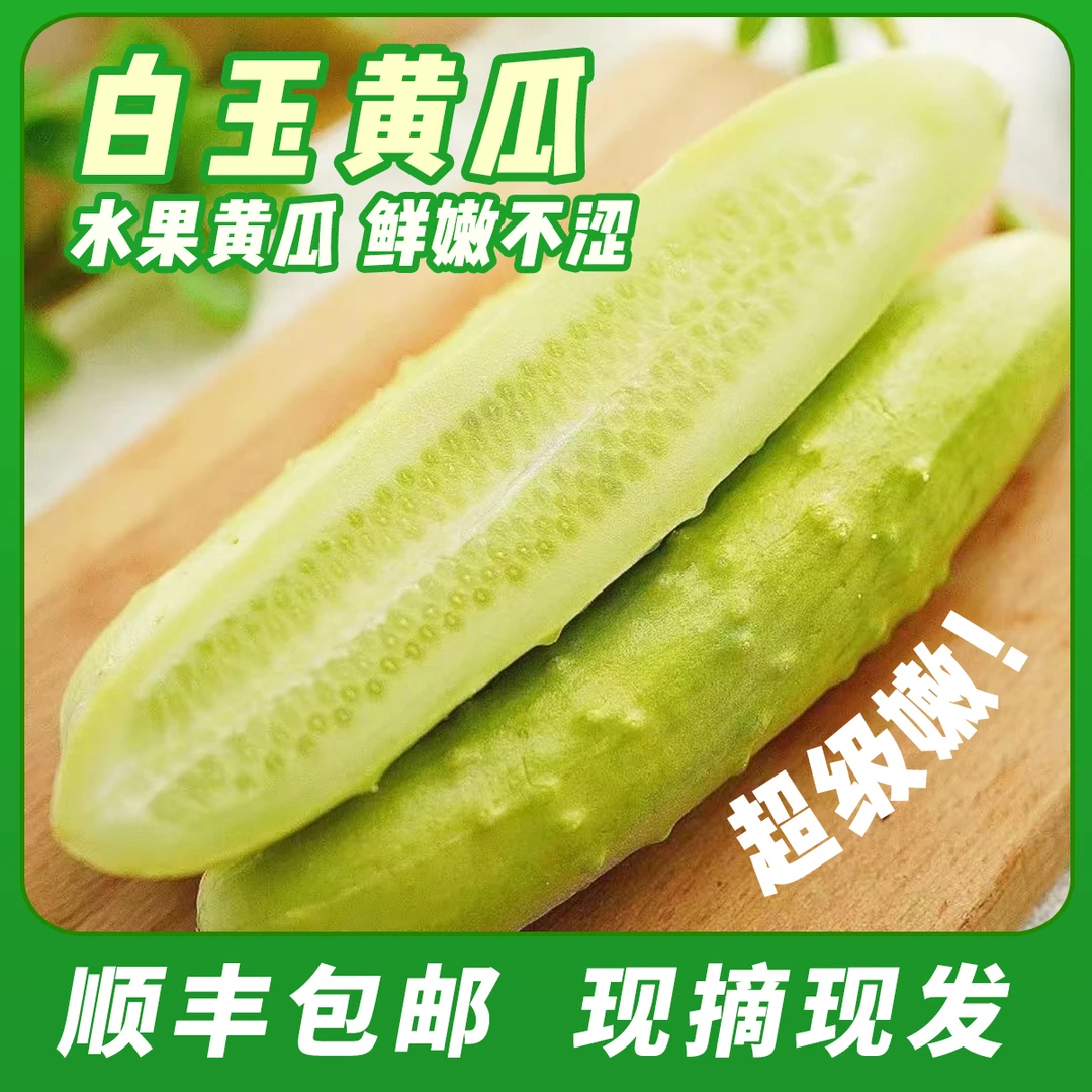顺丰包邮烟台产品白玉黄瓜鲜甜不涩鲜嫩水果黄瓜4.5斤现摘现发