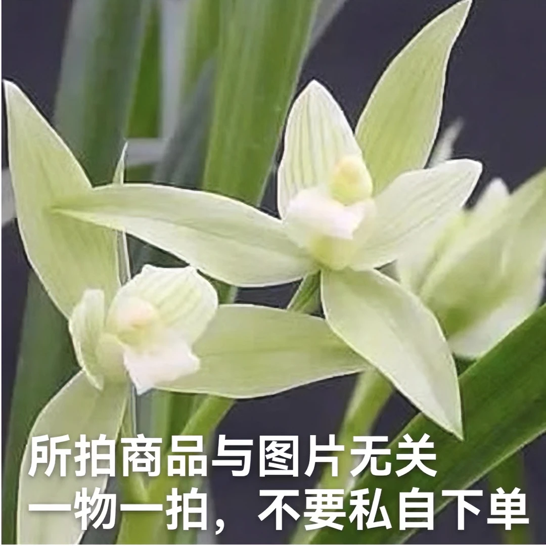 易好兰园兰花直播间链接