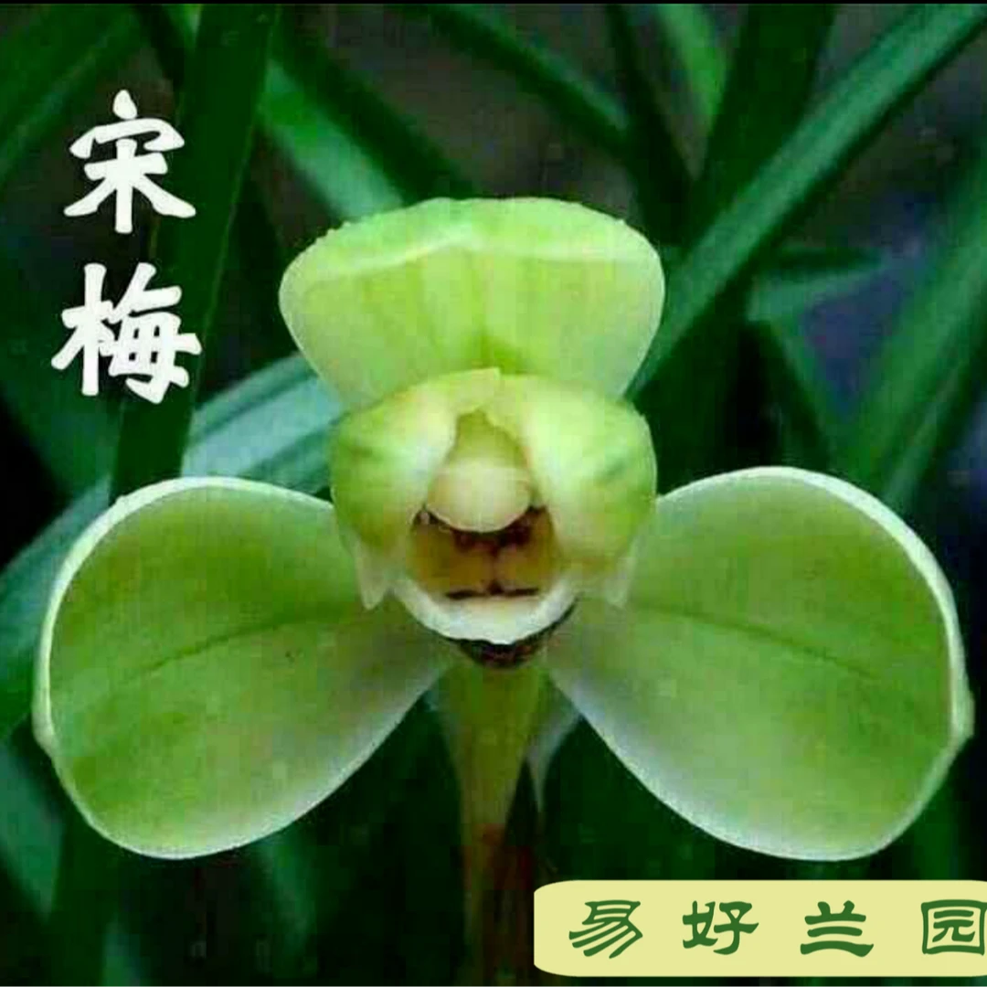 春兰老八种之首，宋梅3苗