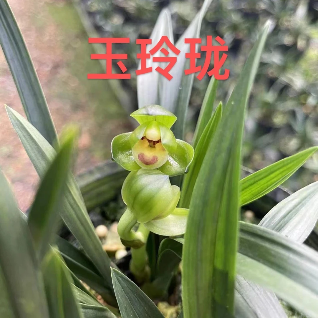 春兰玉玲珑2苗20（宠粉福利）