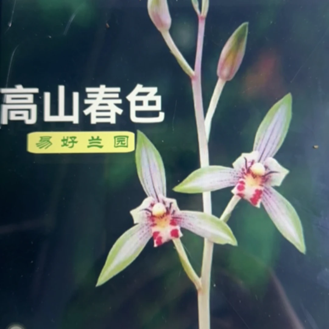 建兰高山春色3苗