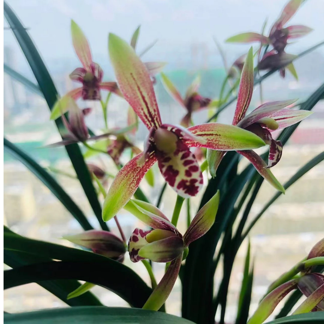 建兰开花机器小国魂1苗