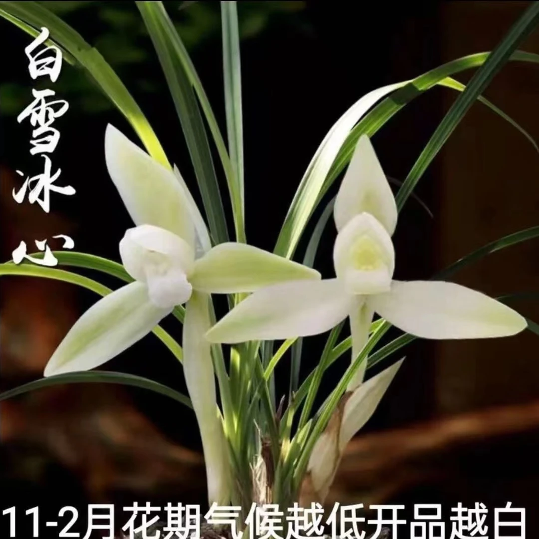 春兰白雪冰心浓香春兰（3苗）无花苞