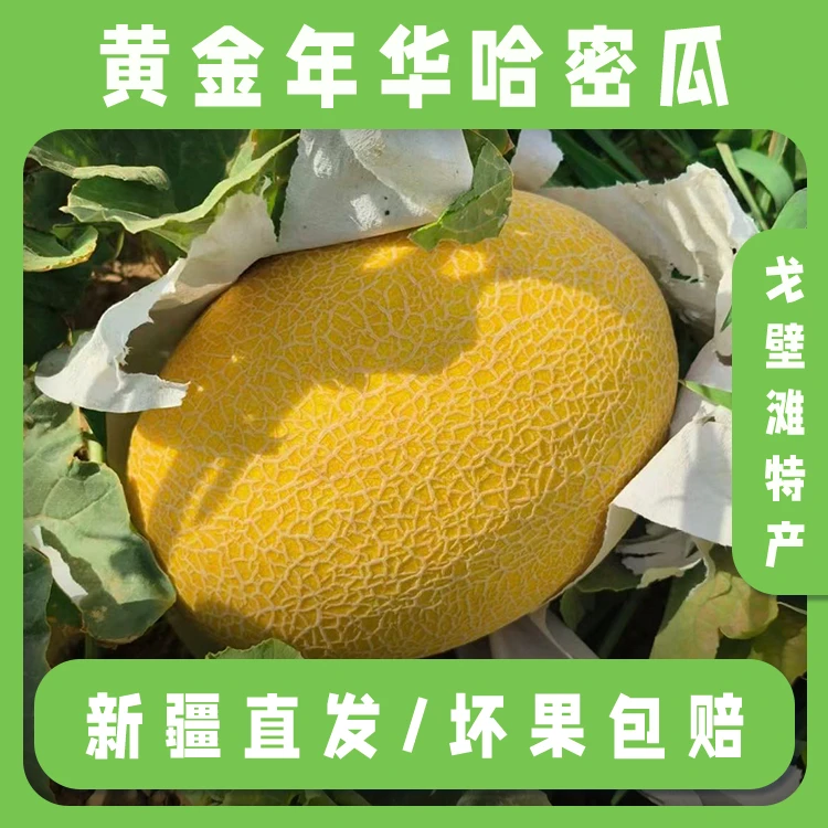 【全国包邮】正宗新疆特产哈密瓜金色年华产地直发新鲜采摘脆甜多汁