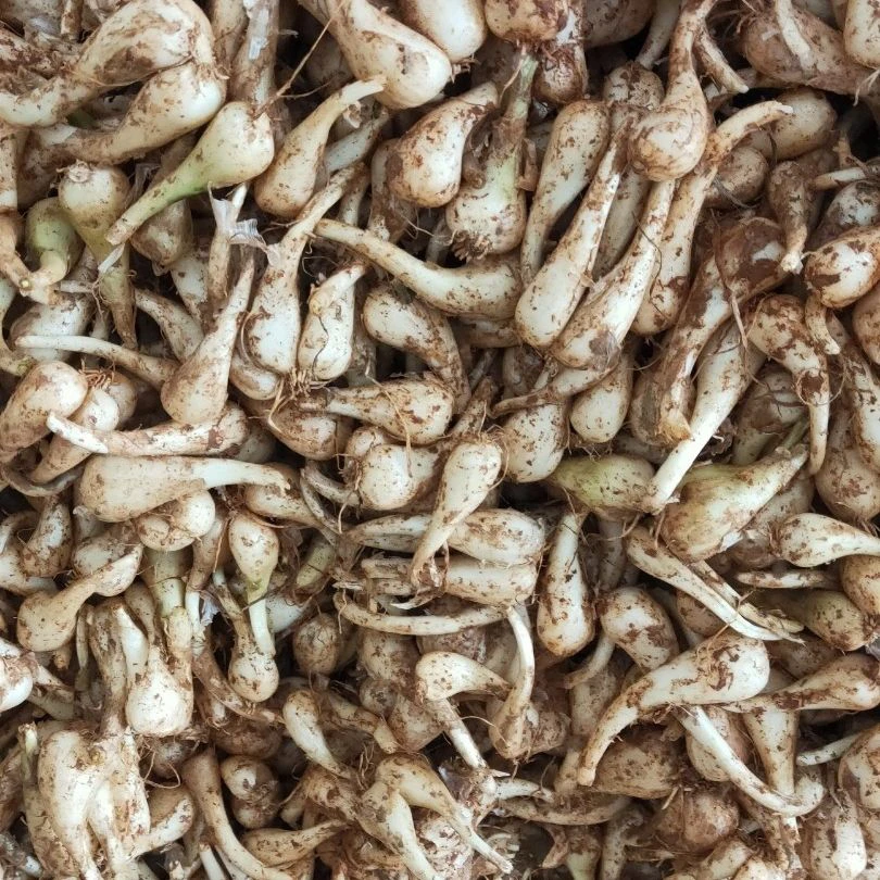 农家藠头 新鲜发货