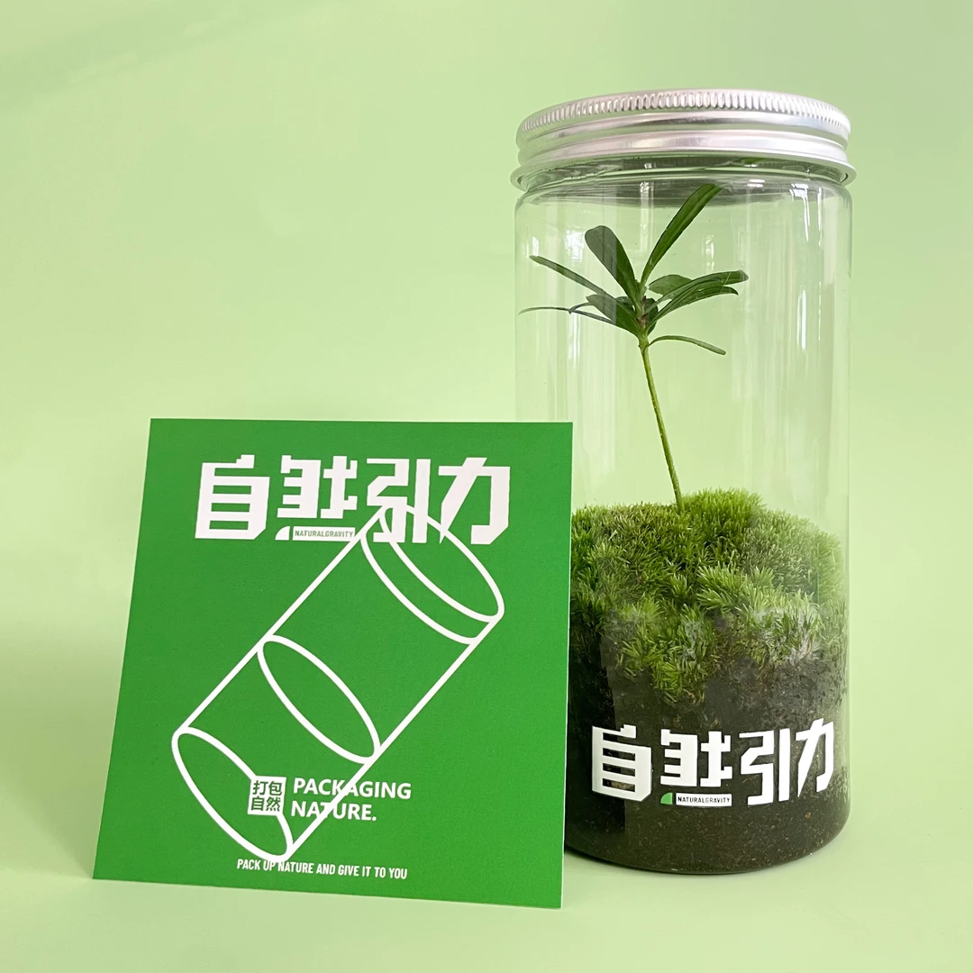 自然引力-罗汉松苔藓迷你生态瓶微景观桌面植物室内绿植放松礼物
