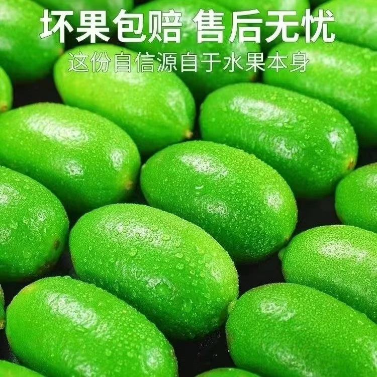 海南无籽香水柠檬奶茶果汁店专供皮薄多汁种植现摘新鲜采摘绿色