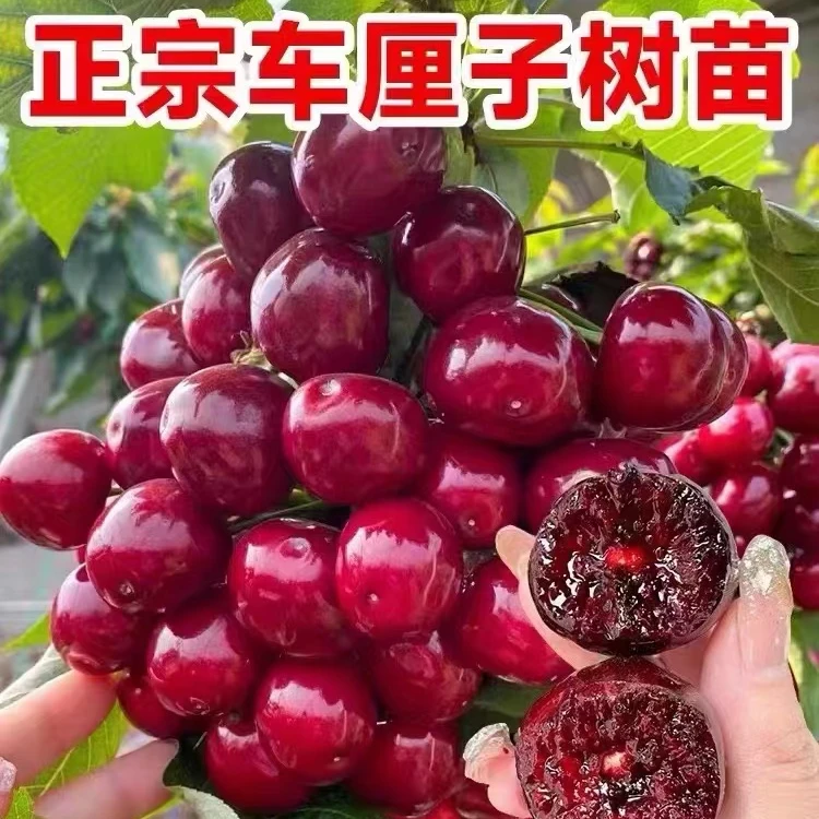 正宗智利车厘子樱桃树苗果树苗南北方种植盆栽地栽均可