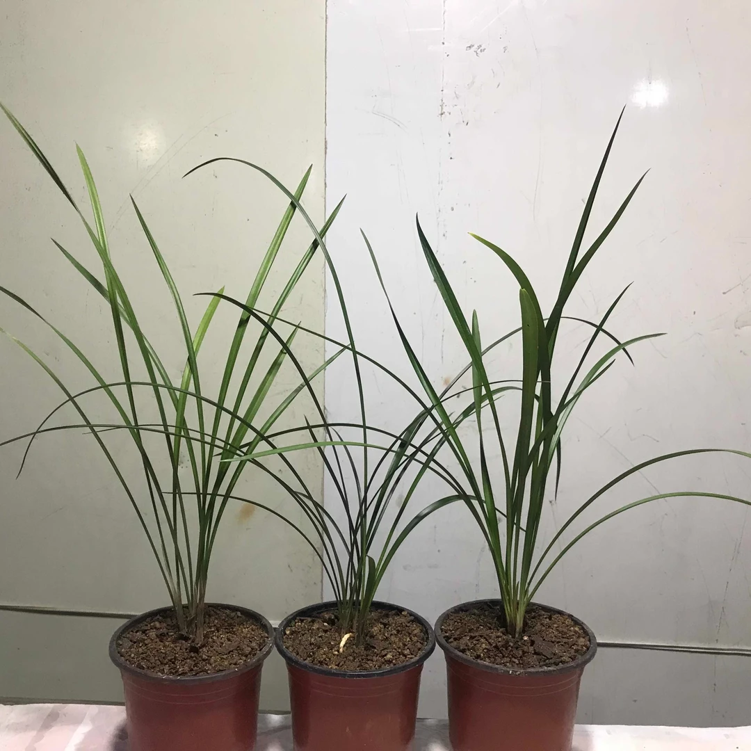 春兰 建兰 寒兰各一组（3苗连体）花卉 绿植 盆景包邮（边远6省除外）