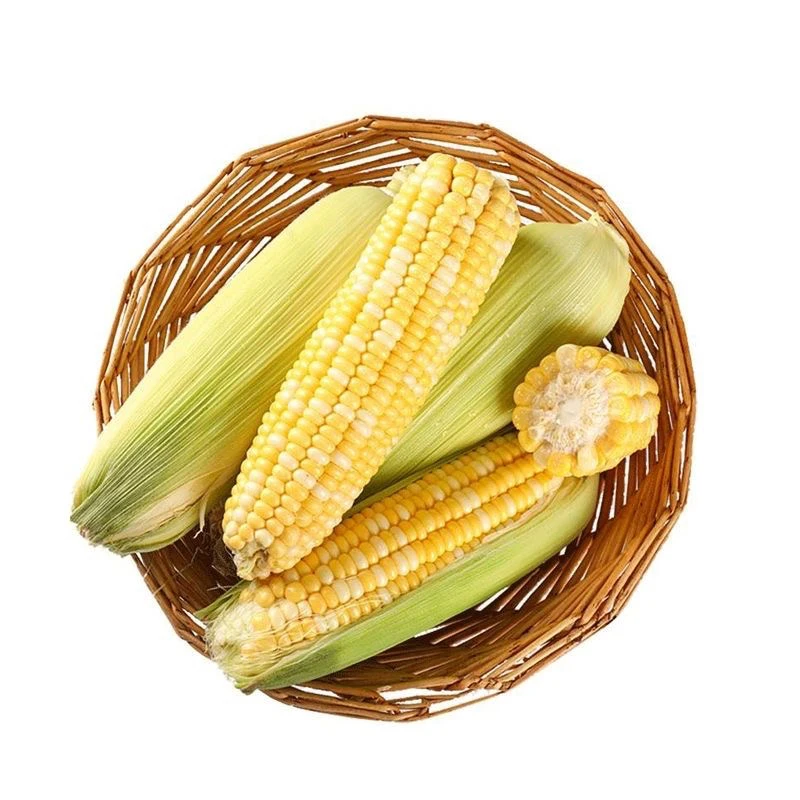 生鲜玉米甜玉米钓鱼专用大物打窝料青草鲤鳊鱼米翘嘴野钓鱼