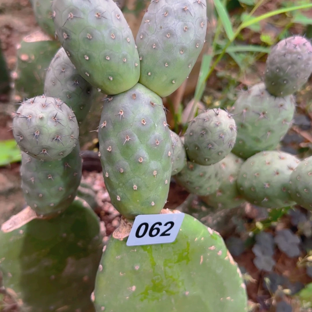 绿皮无刺洞洞习062