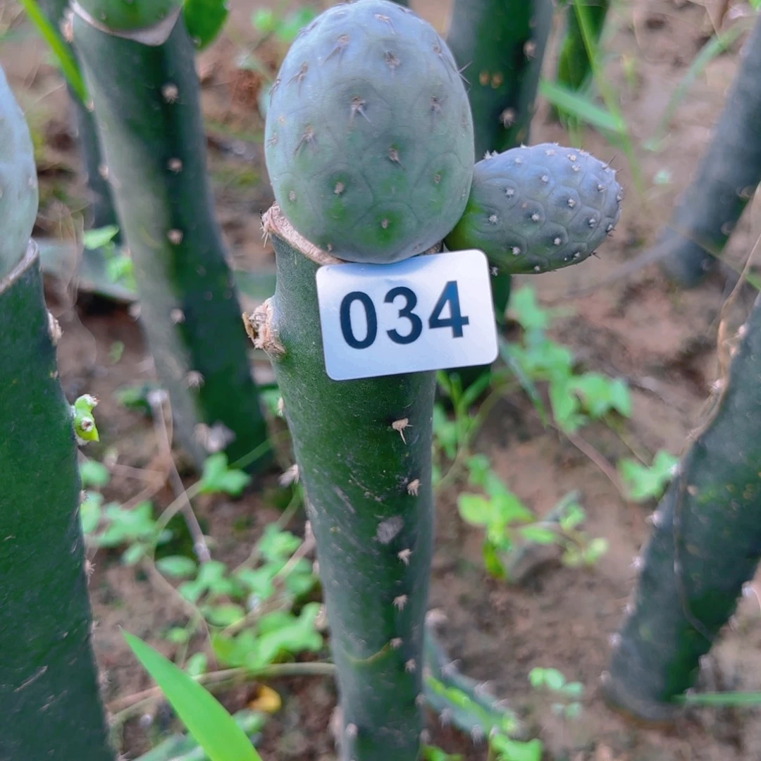 巨型圆球洞洞习034
