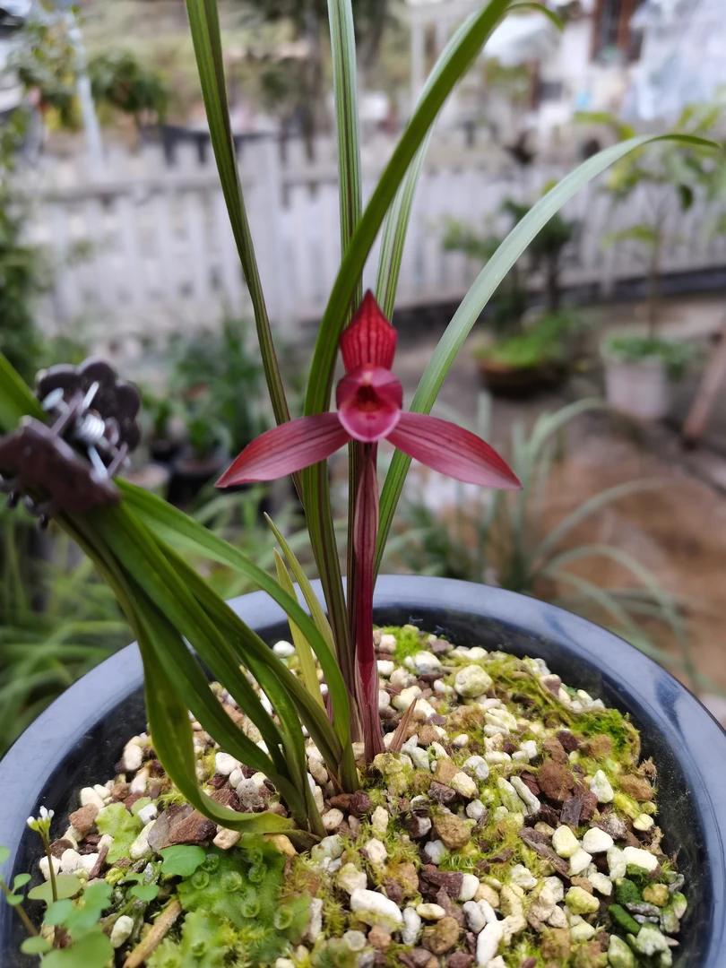 盛景兰苑，3苗醉红素新品老品阳台楼顶精品兰花