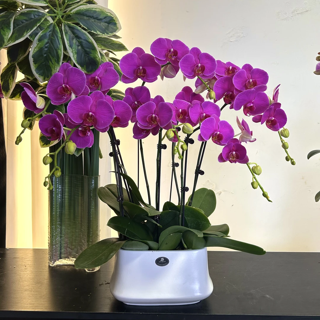 【恭喜发财-蝴蝶兰】 轻奢 中式 禅意 绿植盆栽 年宵花66