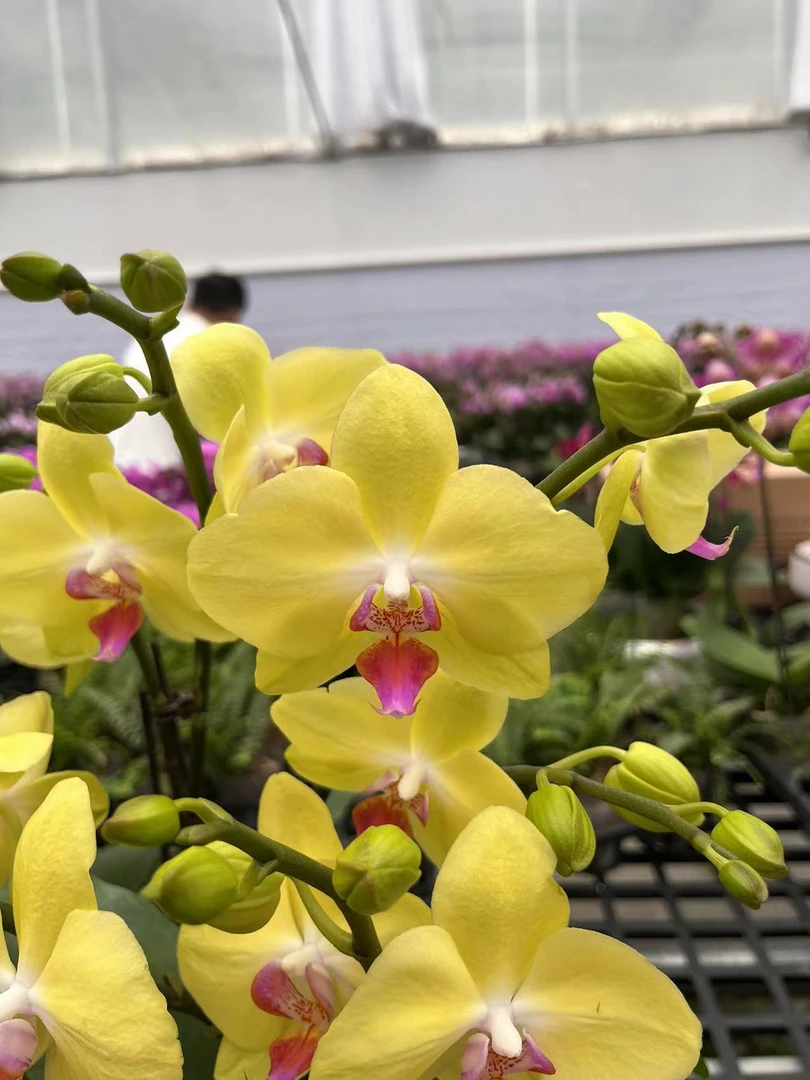 忆兰【福乐夕阳—蝴蝶兰】轻奢 中式 禅意 绿植盆栽 送礼 年宵花