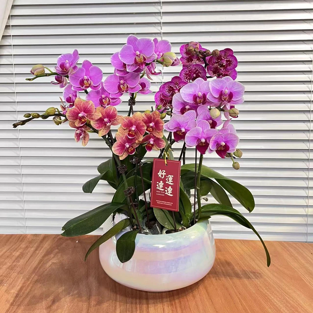 忆兰【全家福—蝴蝶兰】轻奢 中式 禅意 绿植盆栽 送礼 年宵花