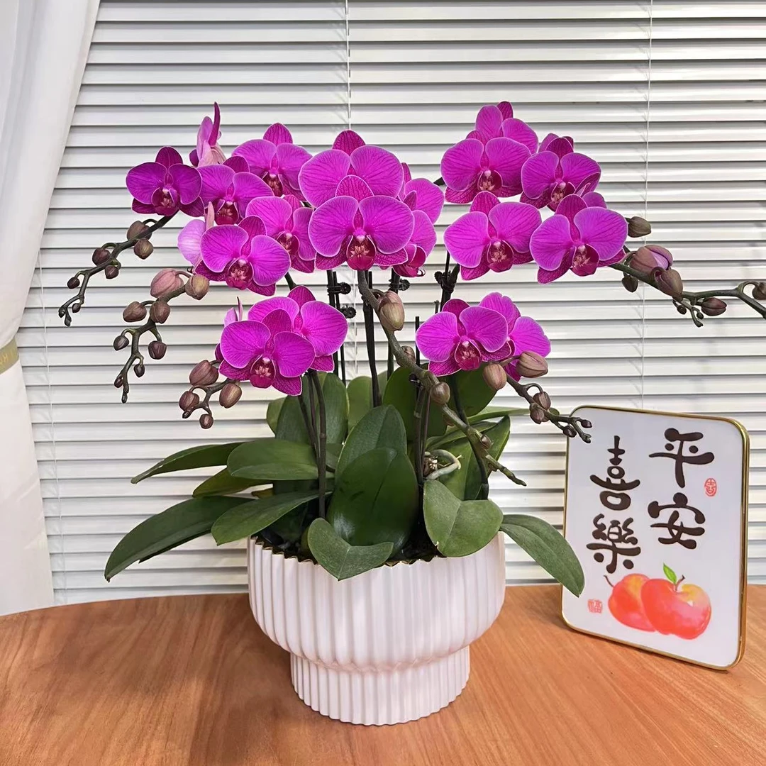 大盆【福星—蝴蝶兰】轻奢 中式 禅意 绿植盆栽 送礼 年宵花