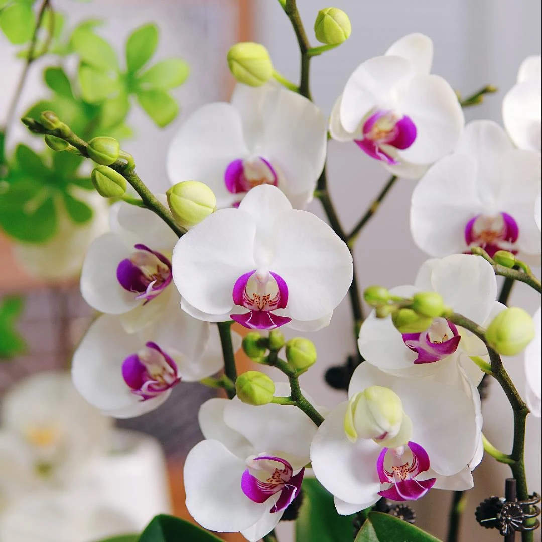 忆兰【雪玉—蝴蝶兰】轻奢 中式 禅意 绿植盆栽 送礼 年宵花