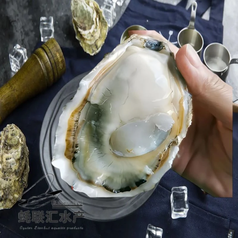 【直播专享】鲜活肥蚝10只（规格4两/只）