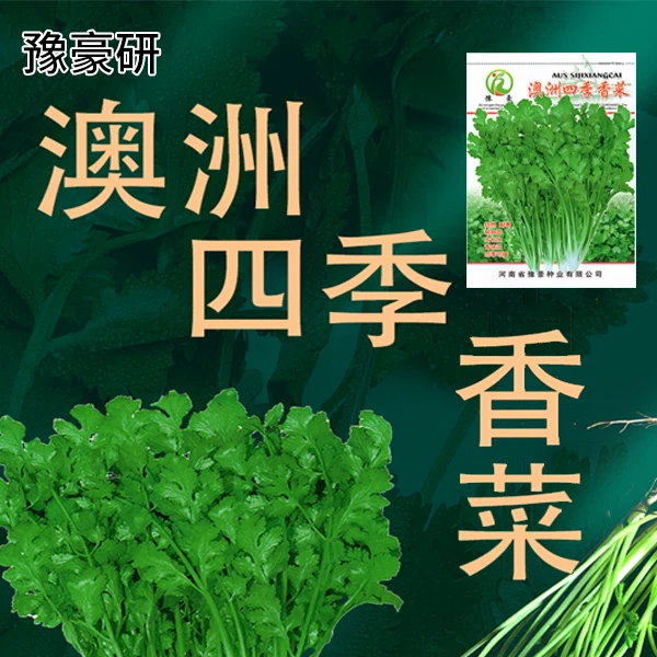 澳洲四季香菜抗热四季大叶香菜种籽农家蔬菜种孑大香菜种孑批发