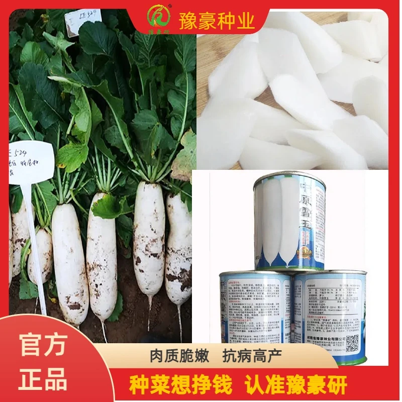 豫豪研中原雪玉萝卜种子肉质脆嫩抗病高产白玉春秋白萝卜种子