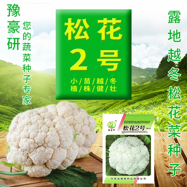 豫豪研90天松花菜种子散花菜种子花椰菜种子小苗越冬青埂细米粒