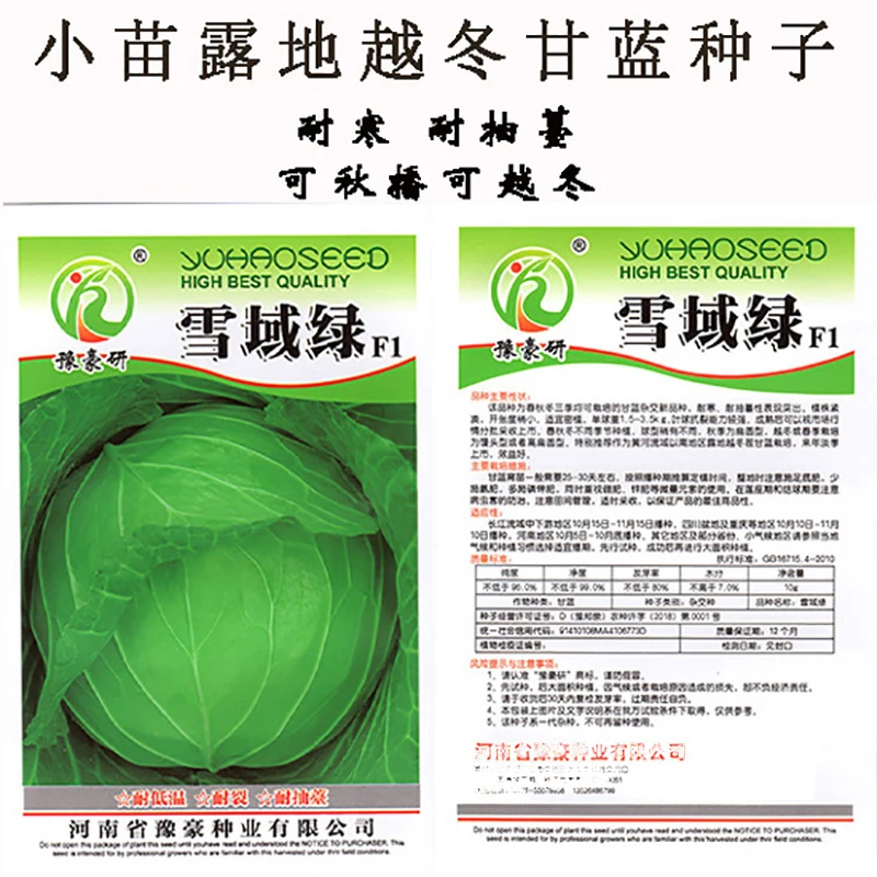 雪域绿小苗越冬翠绿耐寒耐抽薹可秋播种可越冬基地种植大面积种植