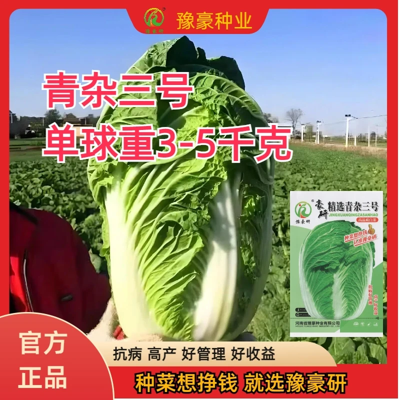 青杂三号大白菜种子抗病高产圆筒形叠抱大面积种植高品质白菜种子