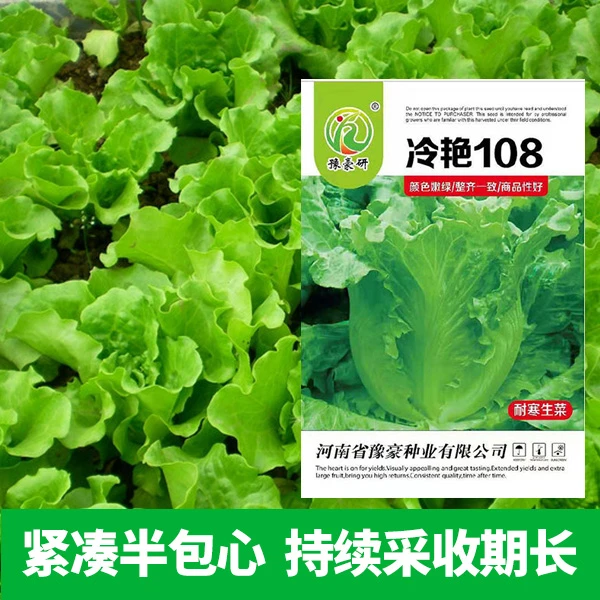 冷艳108意大利生菜绿色生菜种子耐寒性强秋冬秋季播蔬菜种子种植