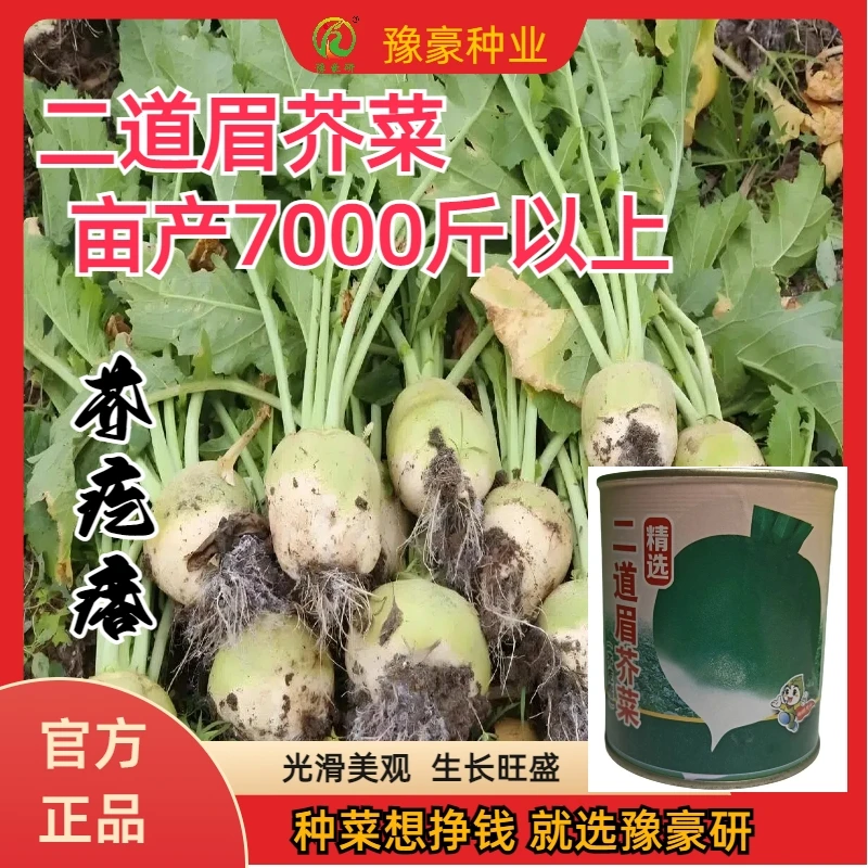 芥菜二道眉芥菜芥疙瘩秋播耐热肉质细密光滑适应性强大面积种植