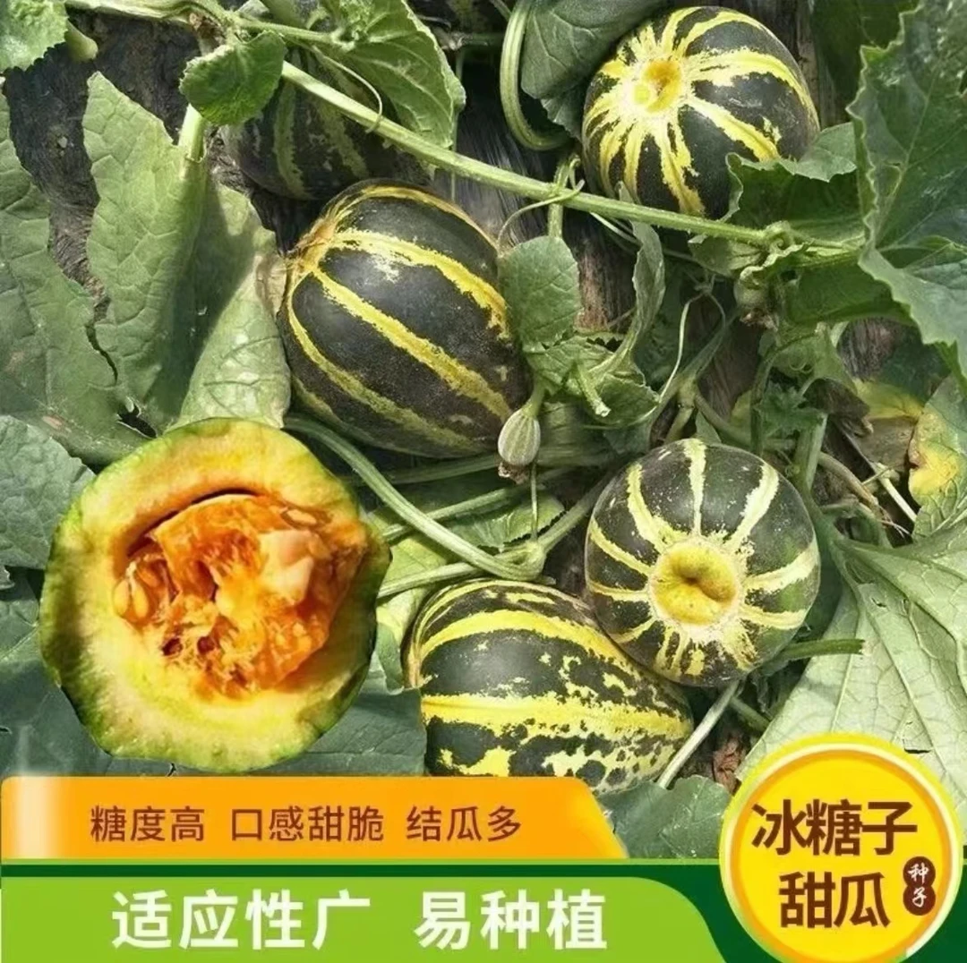 【冰糖心甜瓜种子】超甜高产适应性强四季春季种植简单甜瓜种子Z