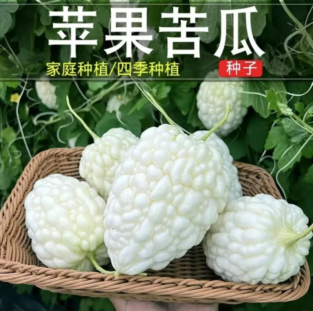 苹果苦瓜种子蔬果生吃不苦甘甜水果播白苦瓜种籽春夏秋耐寒播种