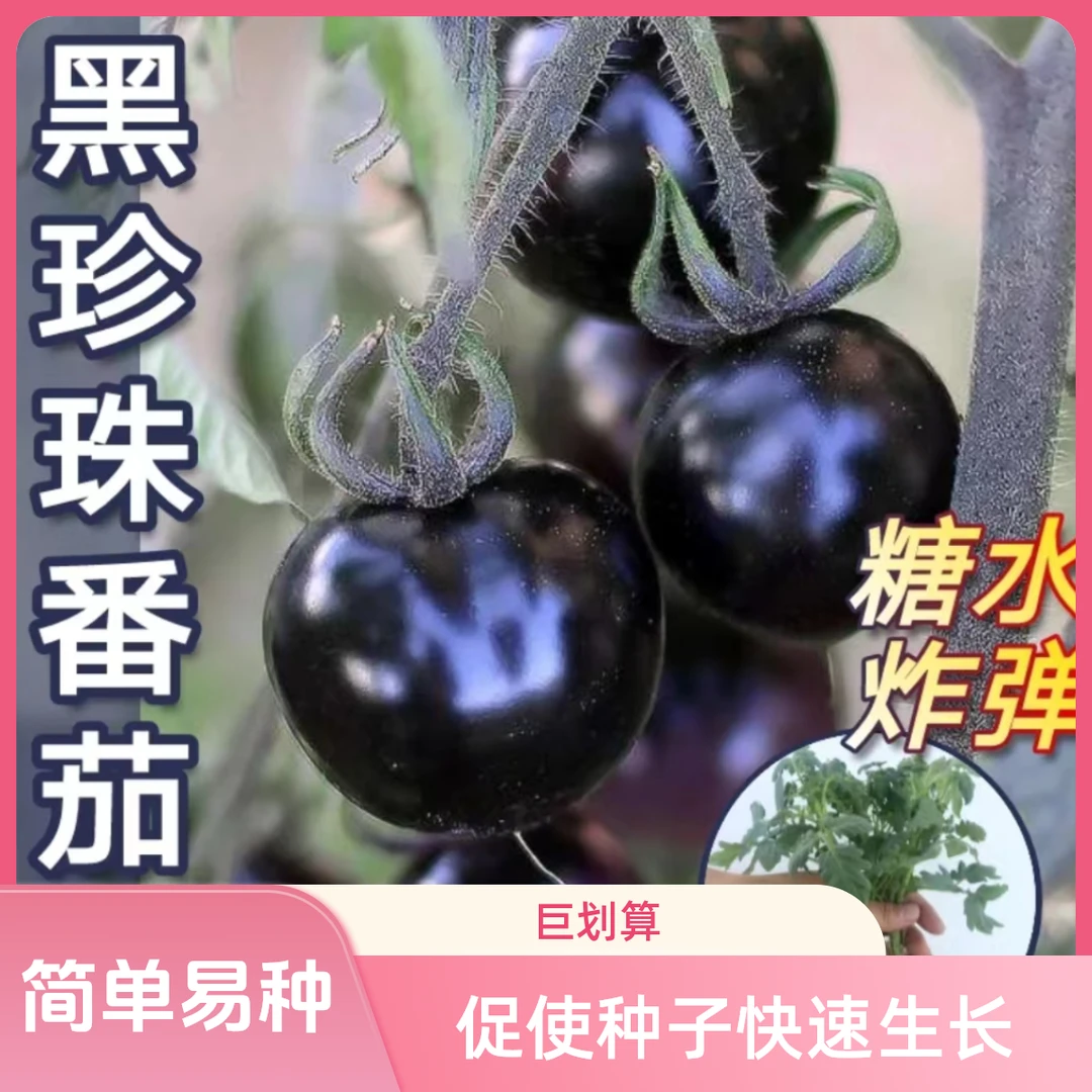 【番茄苗】各种番茄苗大粉番茄苗黑番茄苗茄苗千禧番茄苗种植