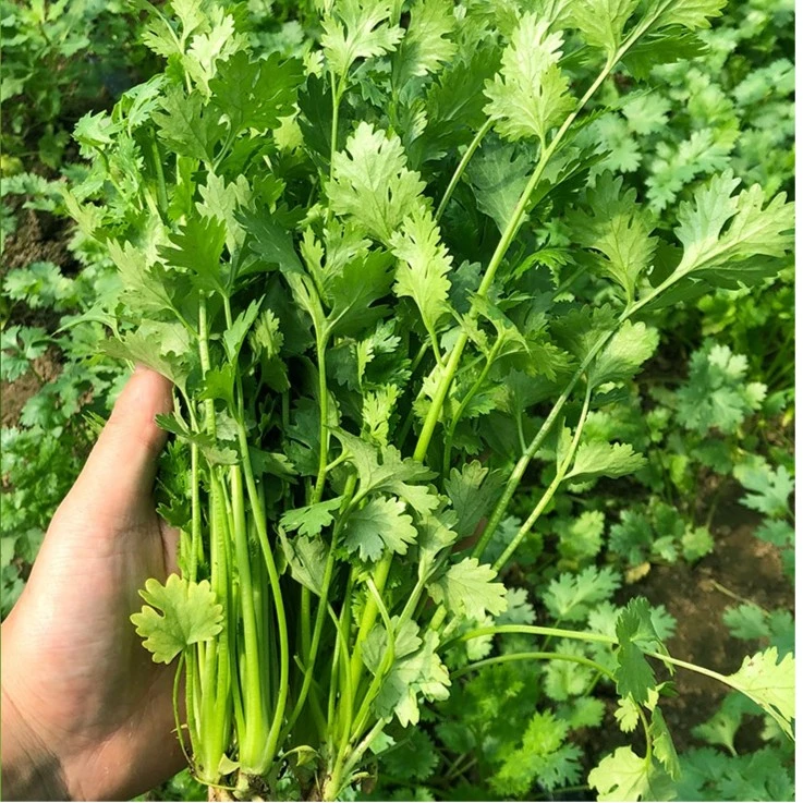 大叶香菜种子四季大叶香菜花盆菜园均可种速生免破壳蔬菜香菜种子