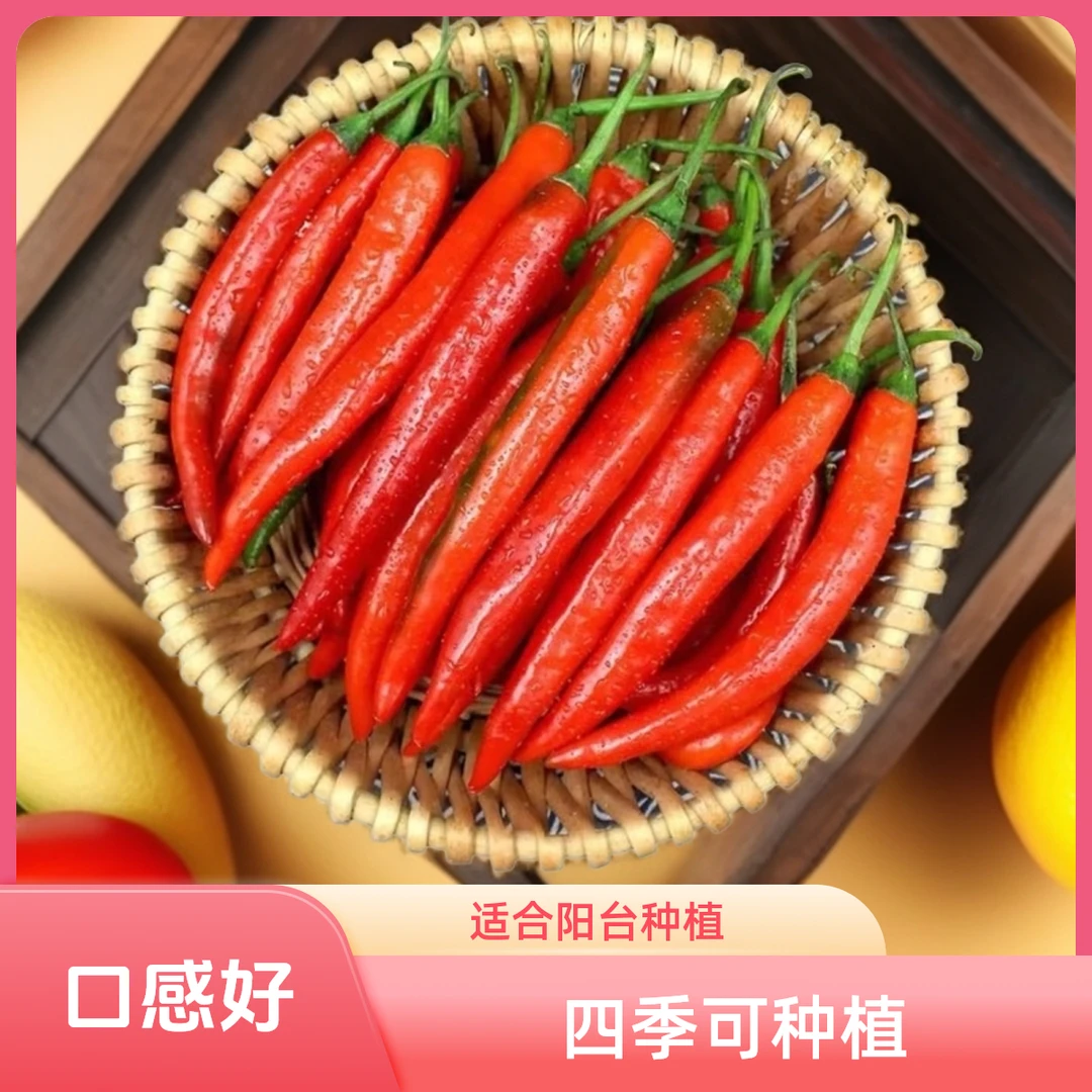 【美人椒】种子阳台四季种植盆栽花盆泡沫箱易成活发芽率高品质好y