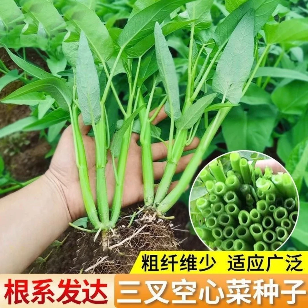 优质三叉空心菜种子农田菜园盆栽阳台春夏秋栽培口感嫩脆空心菜籽