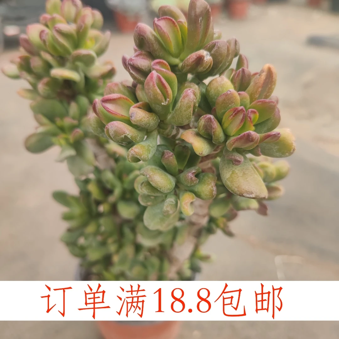 招财猫120盆云南水香基地发货新手好养易活满18.8包邮