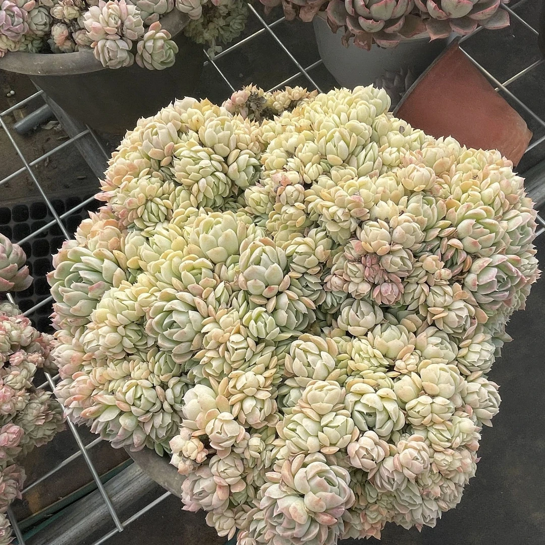 香妃月影120盆云南水香基地多肉新手好养易活满18.8包邮