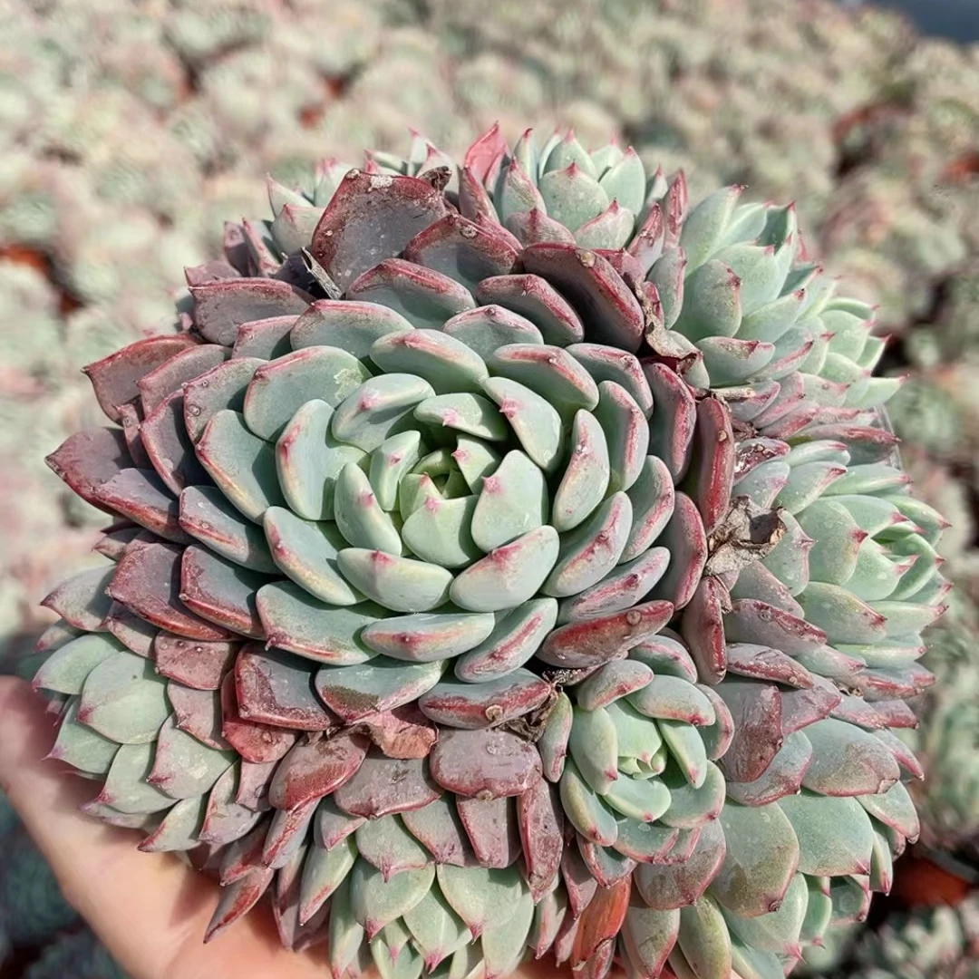 娜娜小沟120盆云南水香基地发货新手好养易活满18.8包邮