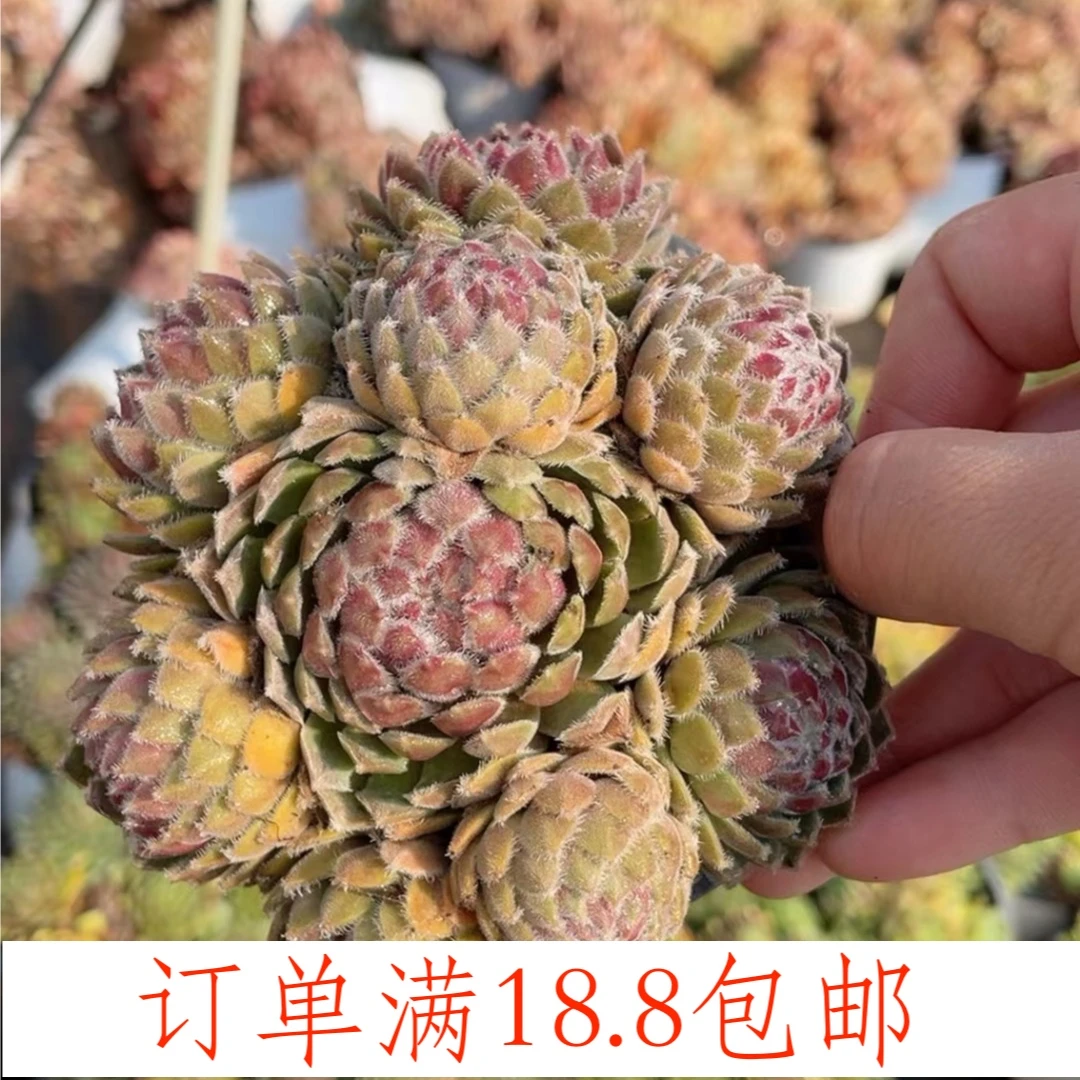 草莓卷娟120盆云南水香基地发货新手好养易活满18.8包邮