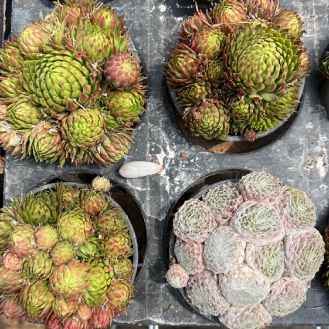 长生草90盆3盆新手好养易活云南水香基地直发满18.8包邮