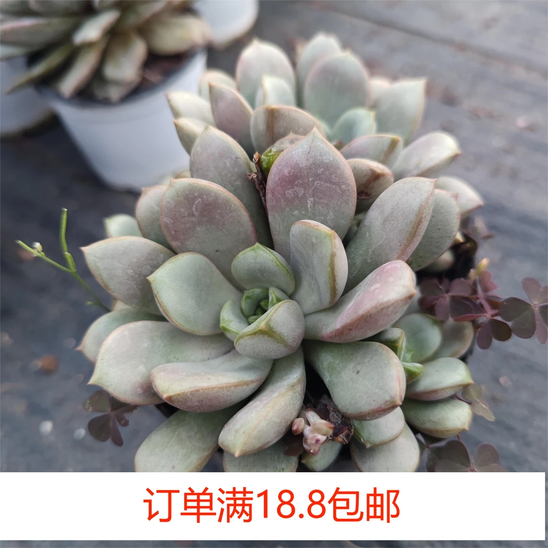 葡萄120盆云南水香基地发货新手好养易活满18.8包邮