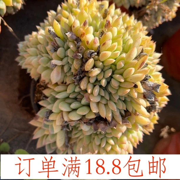 荷花勇敢缀化120盆 云南基地直发 水香多肉