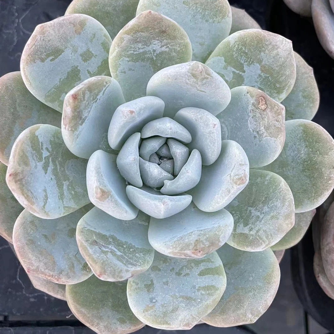 冰玉120盆云南水香基地发货新手好养易活满18.8包邮