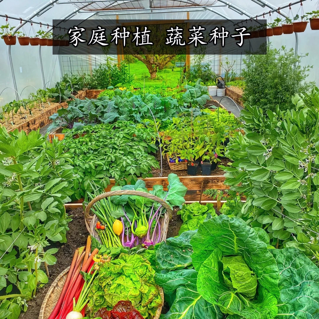 家庭种菜种子 香葱香菜芹菜辣椒番茄生菜四季豆上海青空心菜种子