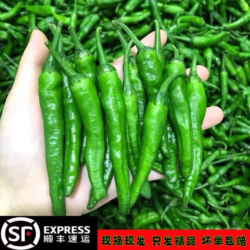 微辣 湖南农家小青椒樟树品种软皮小辣椒薄皮辣椒新鲜现摘现发